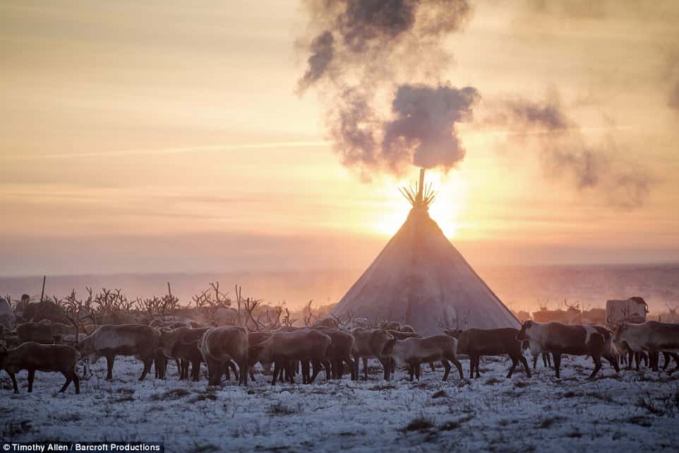 Солнце садится за оленьим стадом, которое пасется на замерзшей тундре. Сибирь, декабрь 2016 года