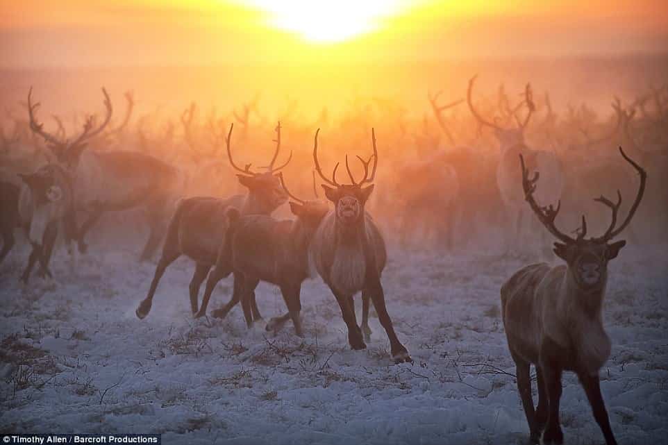 Солнце садится за стадом, принадлежащим к племени ненцев в регионе под названием Ямал-Ненец, который примерно переводится как «край мира»