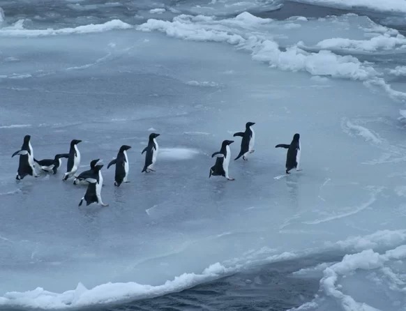 Читайте также 50 невероятных фактов про Антарктику 