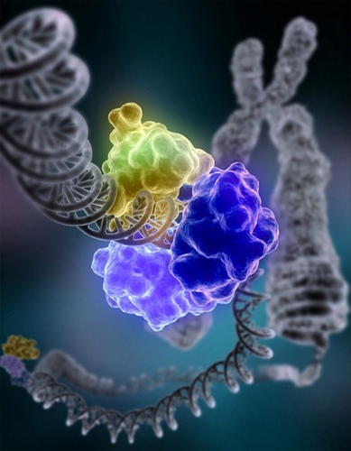 Репарация клеток ДНК
