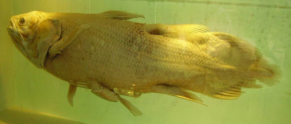 Коморский целакант в Лондонском музее