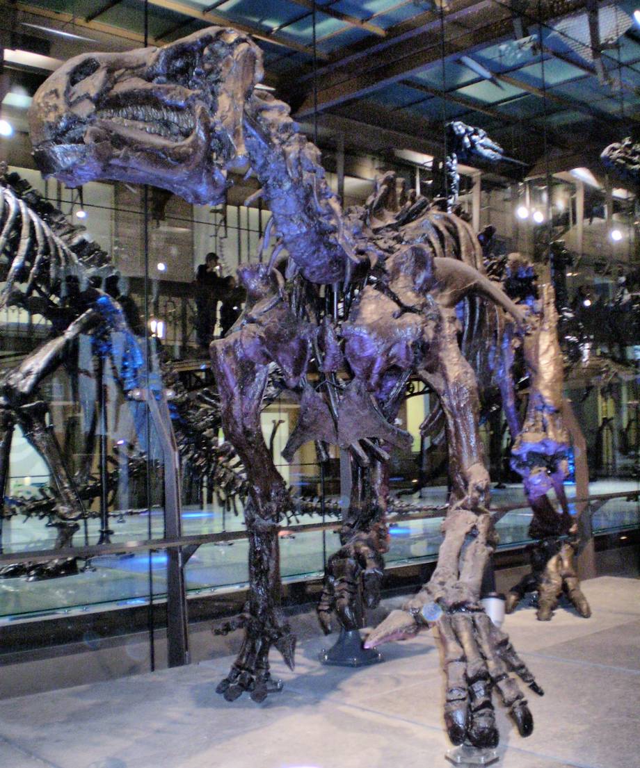 Скелет игуанодона в Бельгийском королевском естественнонаучном музее