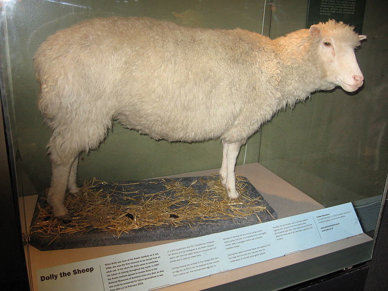Овца До́лли 