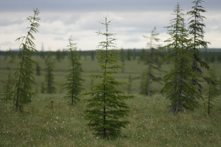 Сибирские лиственницы с их неглубокими корнями, которым достаточно оттаивания летом мерзлоты на глубину от 20 до 30 см, смогли выжить в  условиях вечной мерзлоты