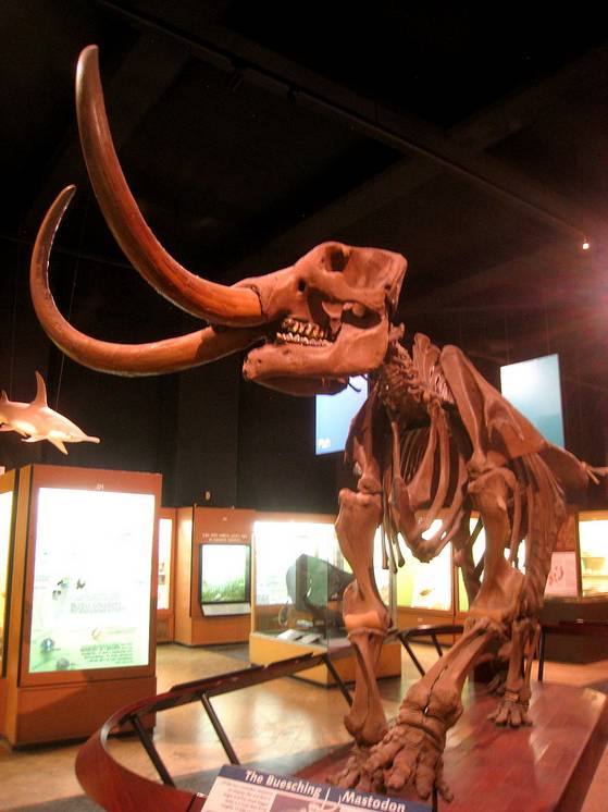 Скелет мастодонта, Музей естественной истории Университета Мичигана