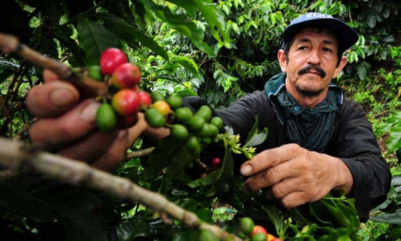 Сбор кофейных зерен в Колумбии