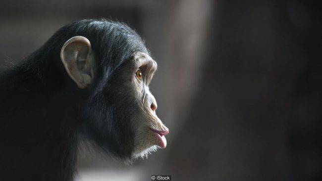 В фильме «Планета обезьян» человек обнаруживает себя в мире, которым правят сверхразумные приматы, властвующие над порабощенными людьми