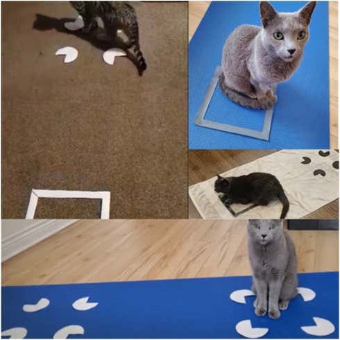 коты, кот, коробка, иллюзия, исследование, оптическая иллюзия 