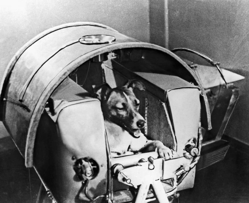 Собака Лайка – первое живое существо, запущенное в космос