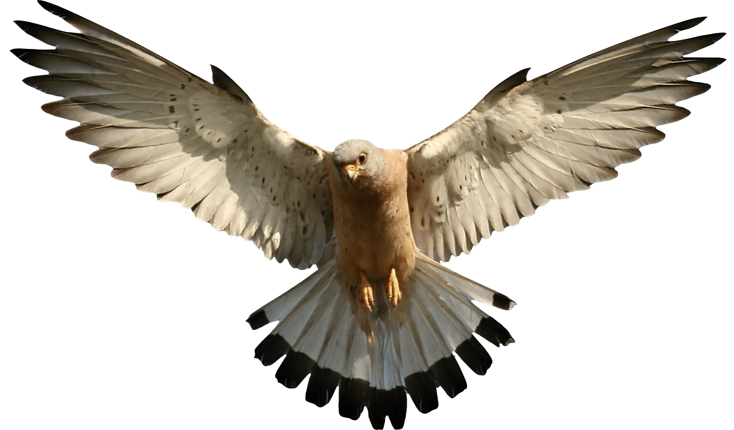 Повышение устойчивости полета летательных аппаратов на «птичьих» крыльях