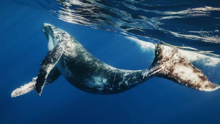 Первыми удостоены чести носить на спине стэнфордский прибор удостоились киты семейства полосатиковых (Balaenoptera), куда входят горбатый и синий кит